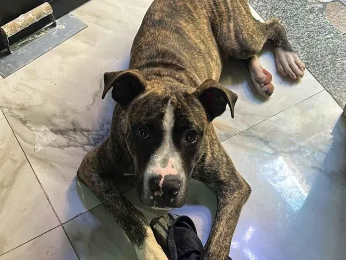 Cachorro raça Pit-Bull idade 2 a 6 meses nome Zeus 