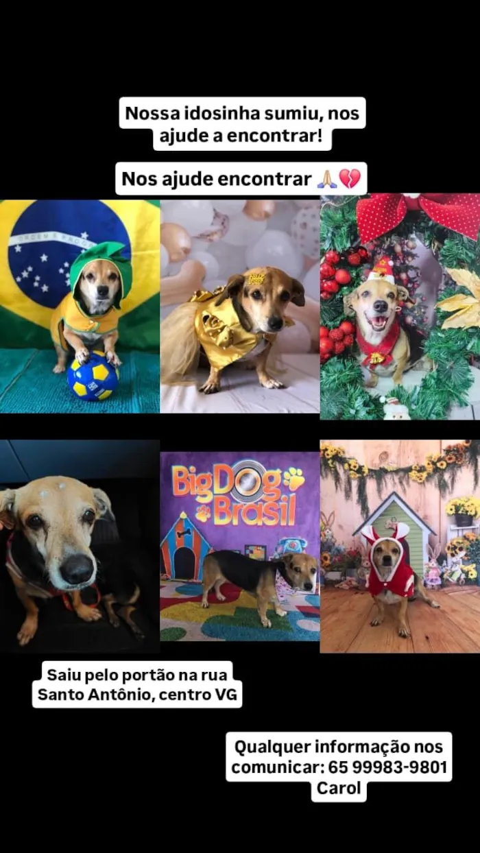 Cachorro raça SRD-ViraLata idade 6 ou mais anos nome Pint