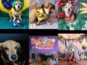 Cachorro raça SRD-ViraLata idade 6 ou mais anos nome Pint