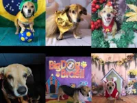 Cachorro raça SRD-ViraLata idade 6 ou mais anos nome Pint