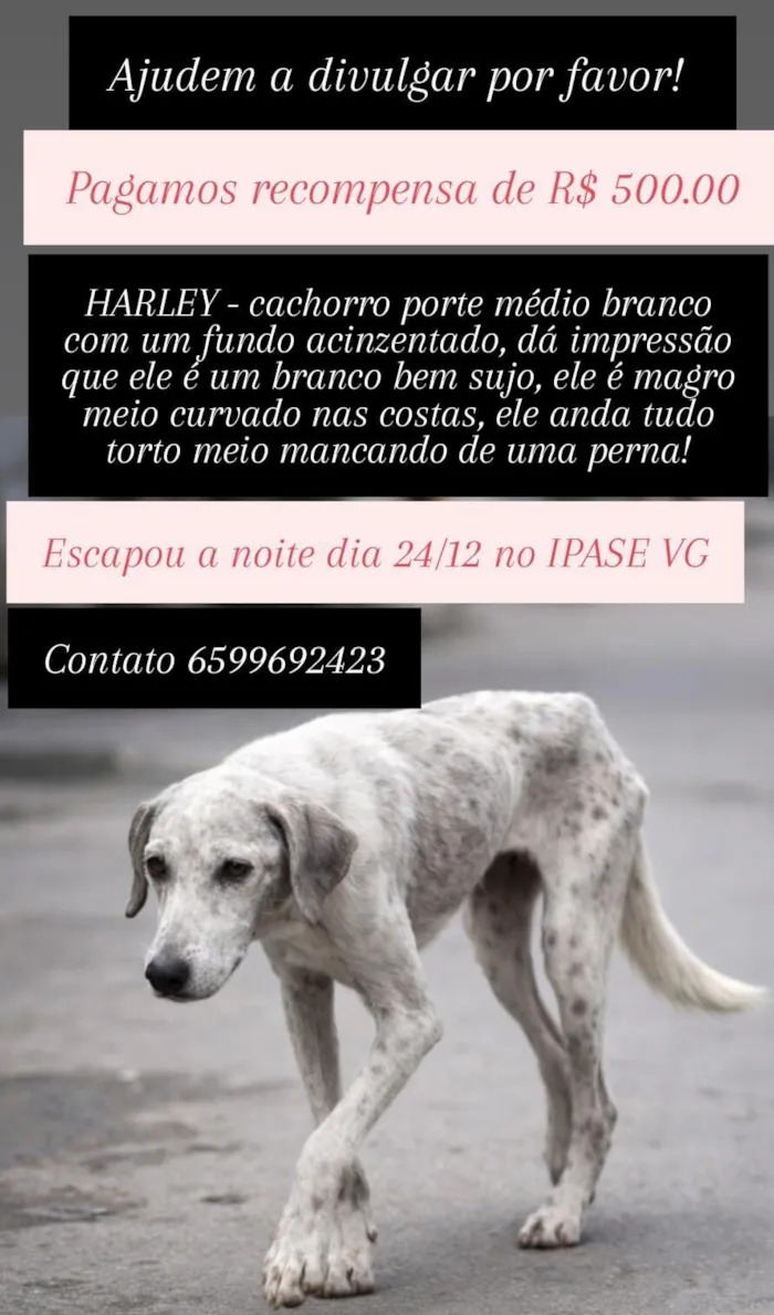 Cachorro raça SRD-ViraLata idade 4 anos nome Harley 