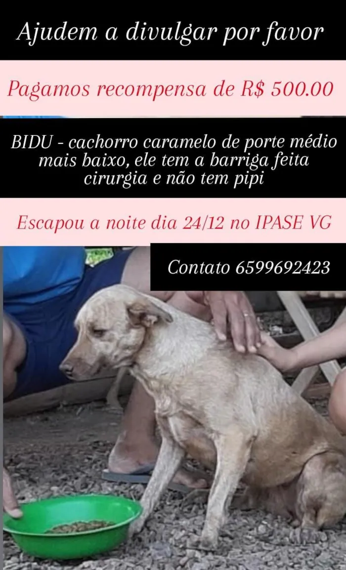 Cachorro raça SRD-ViraLata idade 6 ou mais anos nome Bidu 