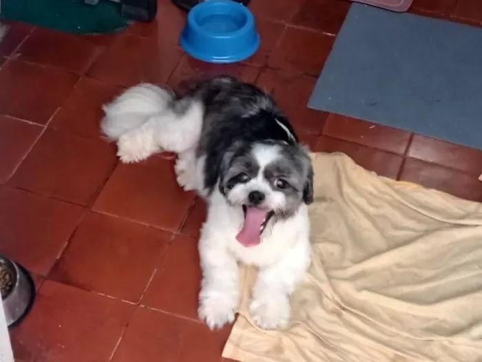 Cachorro raça Shitzu idade 3 anos nome Amêndoa 
