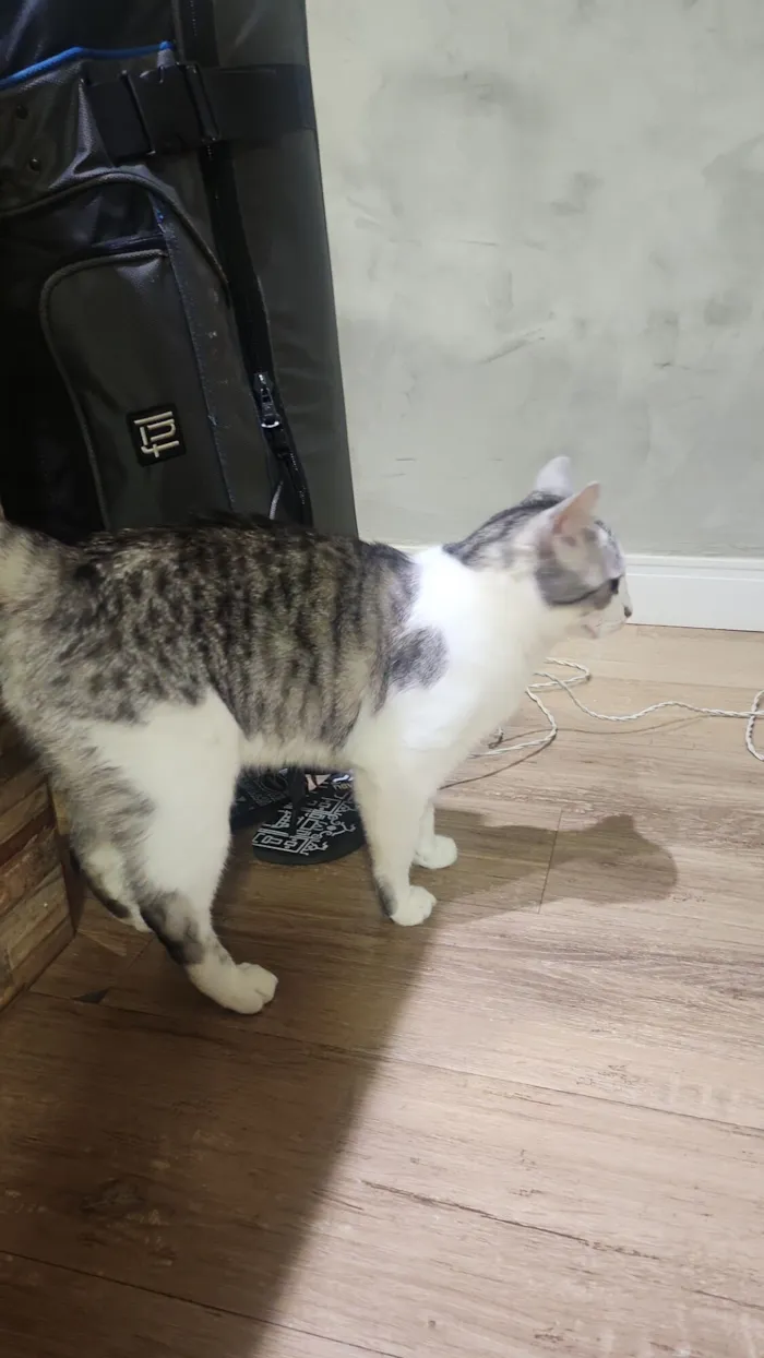 Gato raça SRD-ViraLata idade 6 ou mais anos nome Princesa