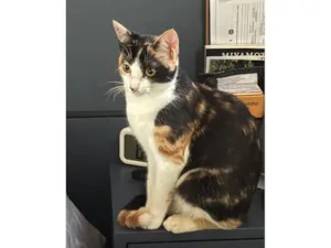 Gato raça SRD-ViraLata idade 1 ano nome Aurora