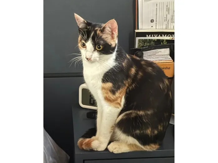 Gato raça SRD-ViraLata idade 1 ano nome Aurora