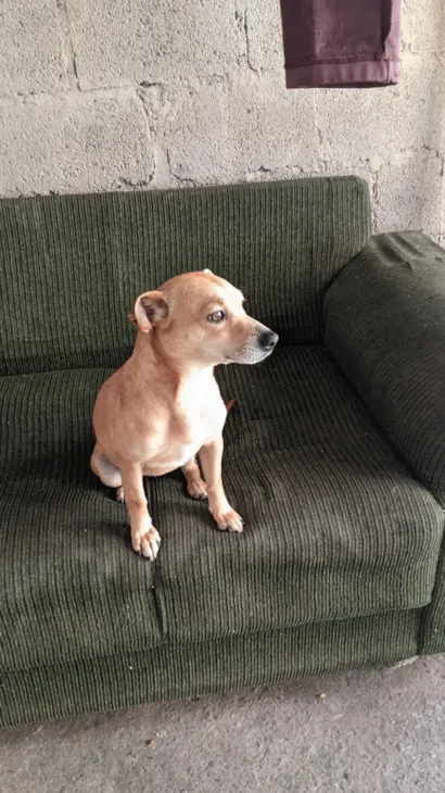 Cachorro raça SRD-ViraLata idade 7 a 11 meses nome Belinha 