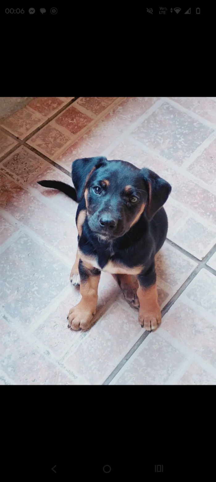 Cachorro raça Pit-Bull idade 2 a 6 meses nome Pandora 