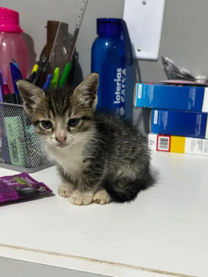 Gato raça SRD-ViraLata idade Abaixo de 2 meses nome Rage