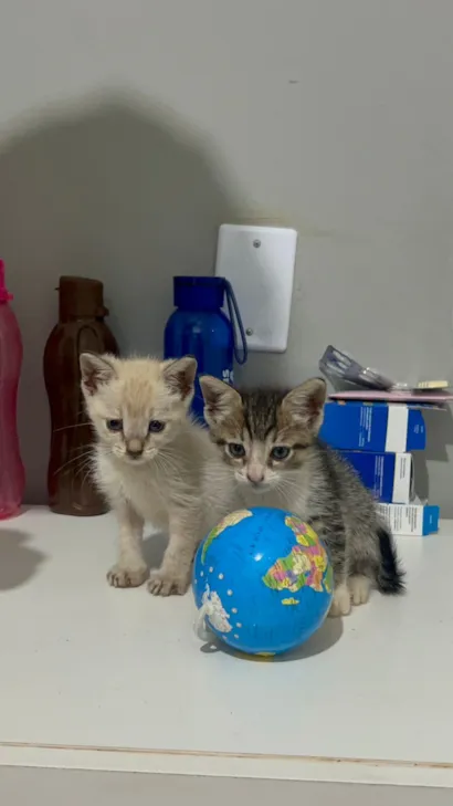 Gato raça Angorá idade Abaixo de 2 meses nome Branco