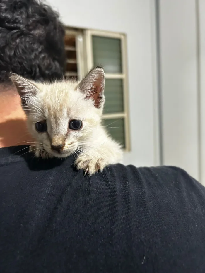 Gato raça Angorá idade Abaixo de 2 meses nome Branco