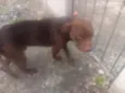 Cachorro raça Pit-Bull idade 2 anos nome Marrom 