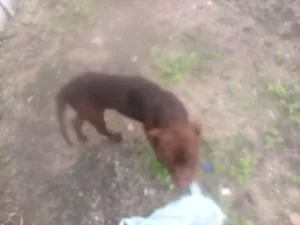 Cachorro raça Pit-Bull idade 2 anos nome Marrom 