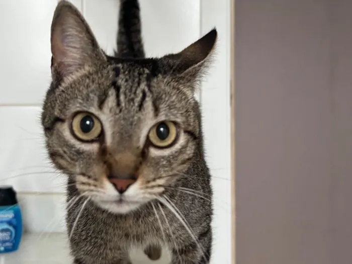 Gato raça SRD-ViraLata idade 3 anos nome Pinhata