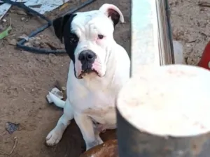 Cachorro raça Bulldog idade 2 a 6 meses nome Luke