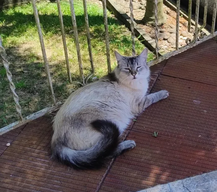 Gato raça SRD-ViraLata idade 3 anos nome NOTURNA