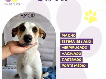 Cachorro raça SRD-ViraLata idade 1 ano nome Garoto