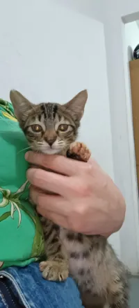 Gato raça SRD-ViraLata idade 2 a 6 meses nome Branca