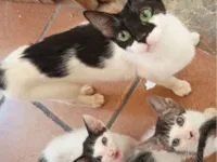 Gato raça SRD-ViraLata idade 2 a 6 meses nome Branca