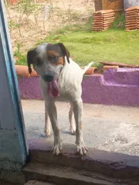 Cachorro raça SRD-ViraLata idade 2 anos nome Max e boby