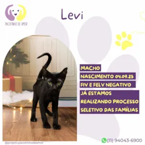 Gato raça SRD-ViraLata idade 2 a 6 meses nome Levi