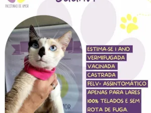 Gato raça SRD-ViraLata idade 1 ano nome Saanvi