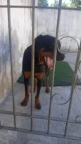 Cachorro raça Rottweiler idade 2 anos nome Estrela