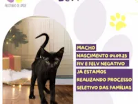 Gato raça SRD-ViraLata idade 2 a 6 meses nome Levi