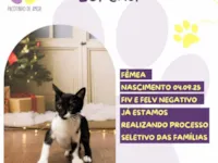 Gato raça SRD-ViraLata idade 2 a 6 meses nome Lorena