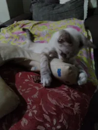 Gato raça SRD-ViraLata idade 2 a 6 meses nome Lindinha 