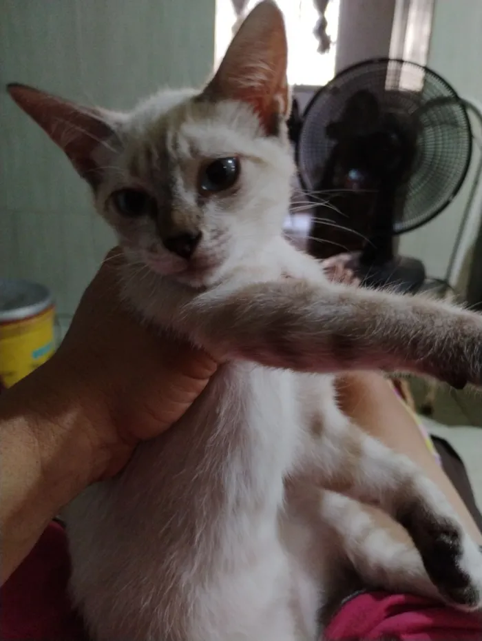 Gato raça SRD-ViraLata idade 2 a 6 meses nome Lindinha 