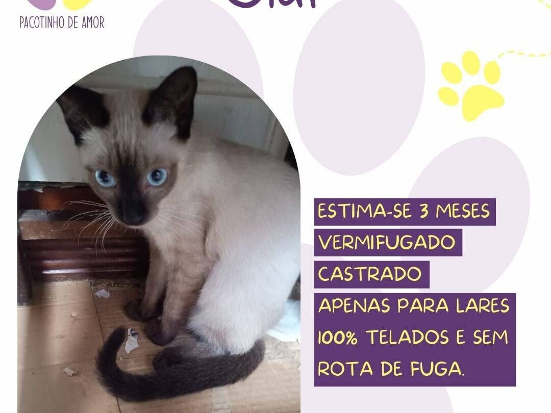 Gato raça SRD-ViraLata idade 2 a 6 meses nome Olaf