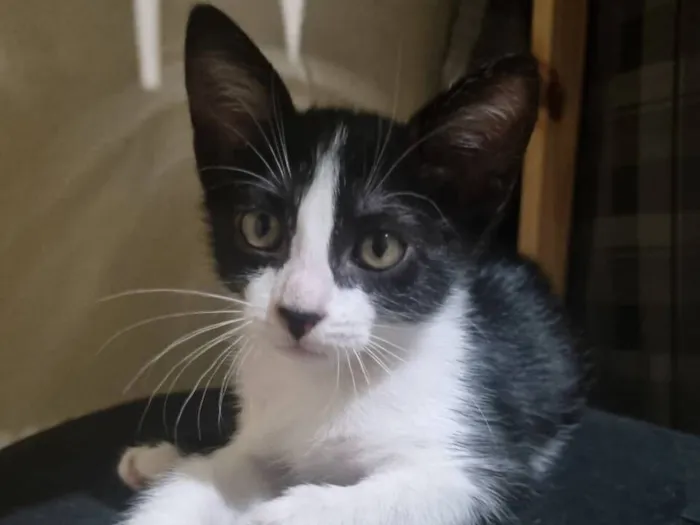 Gatinha fêmea, 3/4 meses, Fiv\FeLV negativa, castração garantida