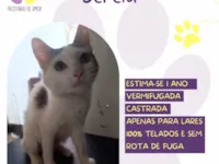 Gato raça SRD-ViraLata idade 1 ano nome Sereia