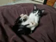 Gatinha fêmea, 3/4 meses, Fiv\FeLV negativa, castração garantida
