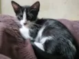 Gatinha fêmea, 3/4 meses, Fiv\FeLV negativa, castração garantida
