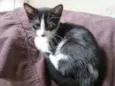Gatinha fêmea, 3/4 meses, Fiv\FeLV negativa, castração garantida