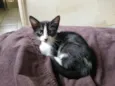 Gatinha fêmea, 3/4 meses, Fiv\FeLV negativa, castração garantida