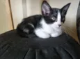 Gatinha fêmea, 3/4 meses, Fiv\FeLV negativa, castração garantida