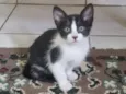 Gatinha fêmea, 3/4 meses, Fiv\FeLV negativa, castração garantida