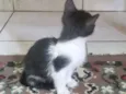 Gatinha fêmea, 3/4 meses, Fiv\FeLV negativa, castração garantida