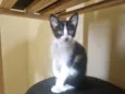 Gatinha fêmea, 3/4 meses, Fiv\FeLV negativa, castração garantida