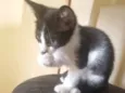 Gatinha fêmea, 3/4 meses, Fiv\FeLV negativa, castração garantida