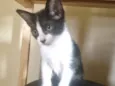 Gatinha fêmea, 3/4 meses, Fiv\FeLV negativa, castração garantida