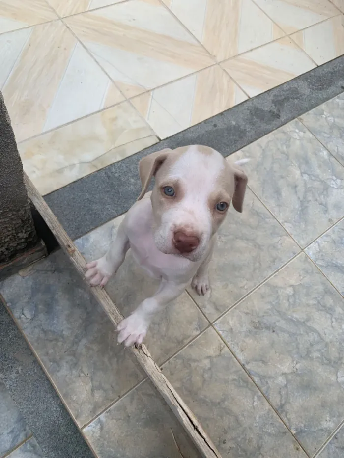 Cachorro raça Pit-Bull idade 2 anos nome Luke