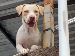 Cachorro raça Pit-Bull idade 2 anos nome Luke