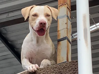 Cachorro raça Pit-Bull idade 2 anos nome Luke