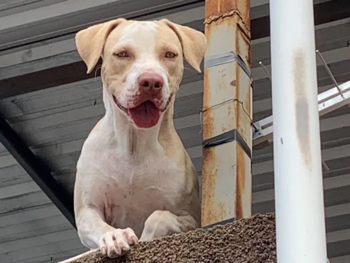 Cachorro raça Pit-Bull idade 2 anos nome Luke