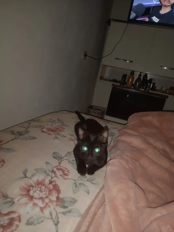 Gato raça SRD-ViraLata idade 2 a 6 meses nome Pitucha 