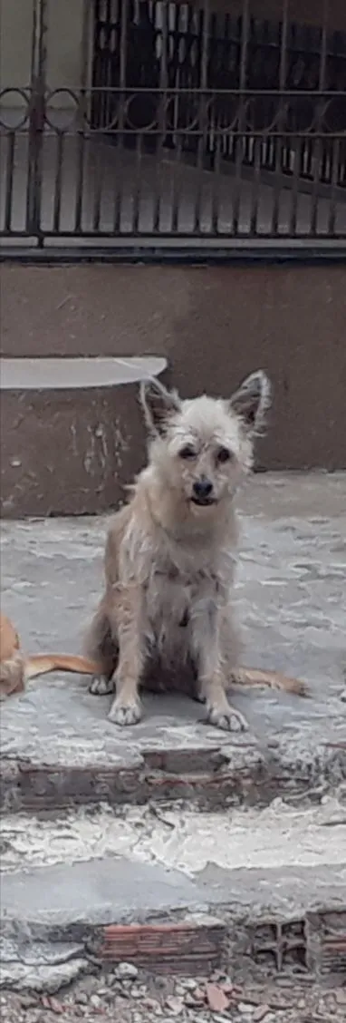 Cachorro raça SRD-ViraLata idade 6 ou mais anos nome Jade